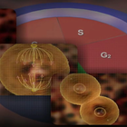 Cell cycle and Mitosis Zeichen