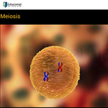 Meiosis