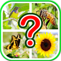 Riddle Quiz Brain Games