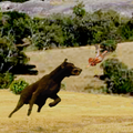 ”Caza Menor con perro