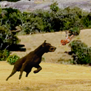 APK Caza Menor con perro