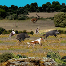 APK Caza mayor con perros
