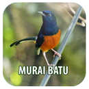 Masteran Kicau Murai Batu APK