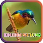 Masteran Kicau Kolibri Wulung 圖標