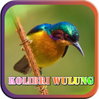 Masteran Kicau Kolibri Wulung icon