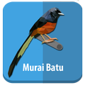 Master Kicau Murai Batu