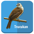 Master Kicau Trucukan APK