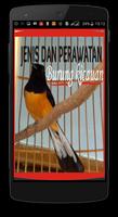 Perawatan Burung Kicau plakat