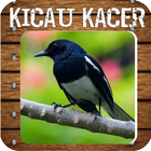 Masteran Kicau Kacer ícone