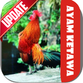 Ayam Ketawa