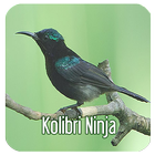 Masteran Kicau Kolibri Ninja アイコン