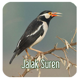 Masteran Kicau Jalak Suren ícone