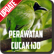 Perawatan Burung Cucak Ijo