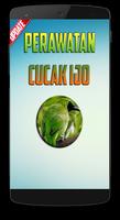 Perawatan Burung Cucak Ijo Poster