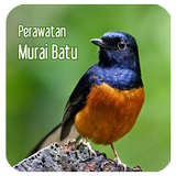 Perawatan Burung Murai Batu icône