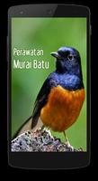 Perawatan Burung Murai Batu ポスター