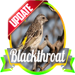 Masteran Kicau Blackthroat