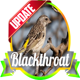 Masteran Kicau Blackthroat icône