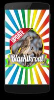 Masteran Kicau Blackthroat Affiche