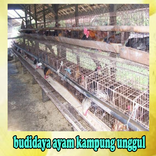 ”PETUNJUK TEKNIS BUDIDAYA AYAM 