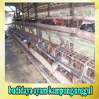 PETUNJUK TEKNIS BUDIDAYA AYAM  圖標