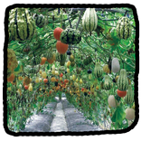 ”Dasar Pembiakan Tanaman