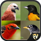 Birds Encyclopedia Offline App aplikacja