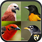 Icona Birds Encyclopedia