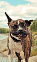 American Staffordshire Terrier Funny Jigsaw Puzzle screenshot 2