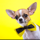 Chihuahuas Dog Funny Jigsaw Puzzle aplikacja
