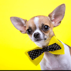 Chihuahuas Dog Funny Jigsaw Puzzle icon