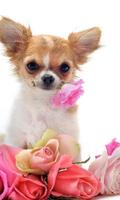 Chihuahuas Dog Funny Jigsaw Puzzle screenshot 1