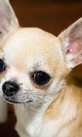 Chihuahuas Dog Funny Jigsaw Puzzle syot layar 2