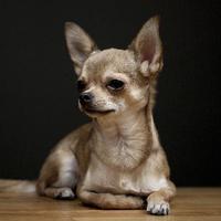 Chihuahuas Dog Funny Jigsaw Puzzle syot layar 3