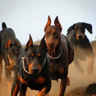 Dobermann Pinschers Hunde Puzzle Zeichen