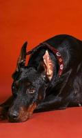 Doberman Pinschers Dogs Jigsaw Puzzle পোস্টার