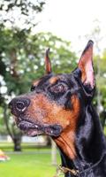 Doberman Pinschers Dogs Jigsaw Puzzle স্ক্রিনশট 2