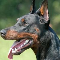 Dobermann Pinschers Hunde Puzzle Screenshot 3