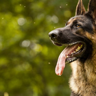 German Shepherds Dogs Jigsaw Puzzle biểu tượng