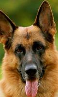 German Shepherds Dogs Jigsaw Puzzle poster