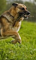 German Shepherds Dogs Jigsaw Puzzle screenshot 1