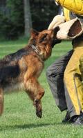 German Shepherds Dogs Jigsaw Puzzle capture d'écran 2