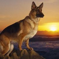 German Shepherds Dogs Jigsaw Puzzle capture d'écran 3