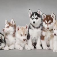 Huskies Dogs Funny Jigsaw Puzzle capture d'écran 3