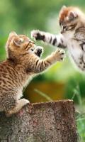 Kittens Cute Funny Best Jigsaw Puzzles screenshot 2