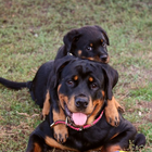 Rottweilers Hunde Spaß-Puzzle Zeichen