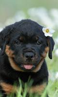 Rottweilers Anjing Menyenangkan Jigsaw Puzzle poster