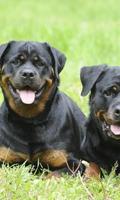 Rottweilers Anjing Menyenangkan Jigsaw Puzzle screenshot 1