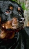 Rottweilers Dogs Funs Jigsaw Puzzle Ekran Görüntüsü 2