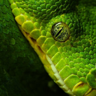 Snake Best Jigsaw Puzzles-icoon